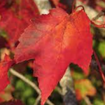 Acer Rubrum Schlesingeri cm. 40/60