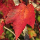 Acer Rubrum Schlesingeri cm. 40/60