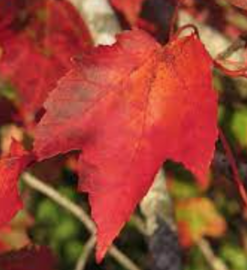 Acer Rubrum Schlesingeri cm. 40/60