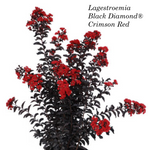 Lagestroemia Black Diamond® Crimson Red v.18