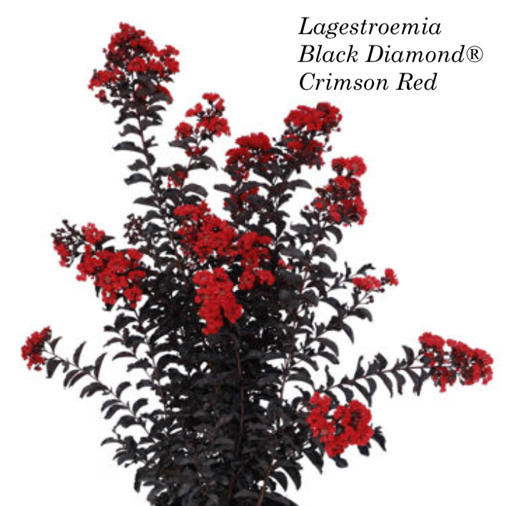 Lagestroemia Black Diamond® Crimson Red v.18