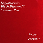 Lagestroemia Black Diamond® Crimson Red v.18