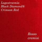Lagestroemia Black Diamond® Crimson Red v.18