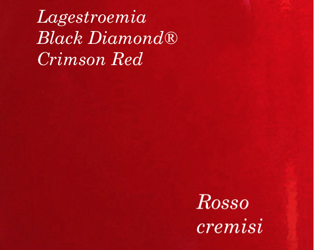 Lagestroemia Black Diamond® Crimson Red v.18
