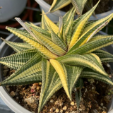 Haworthia limifolia f. spiralis variegata