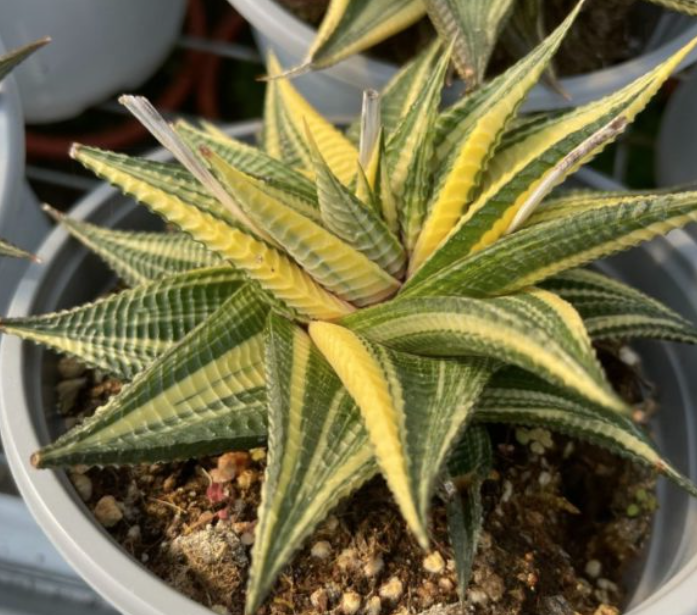 Haworthia limifolia f. spiralis variegata