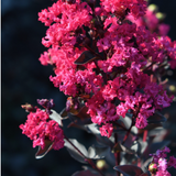 Lagestroemia Black Diamond® Mystic magenta  v.18
