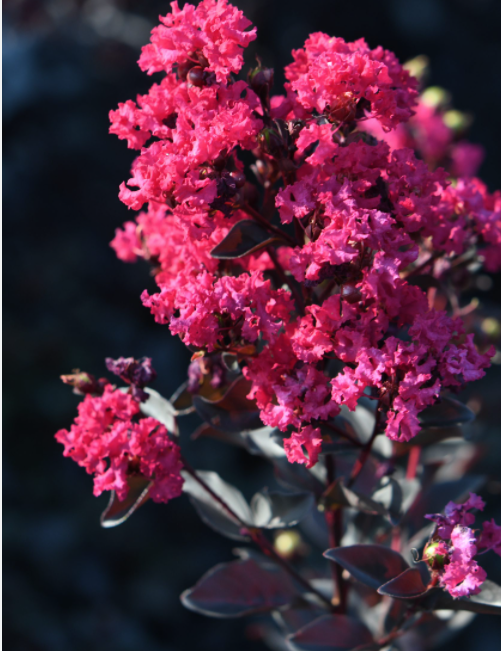 Lagestroemia Black Diamond® Mystic magenta  v.18
