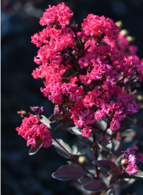 Lagestroemia Black Diamond® Mystic magenta  v.18