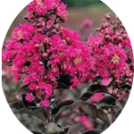 Lagestroemia Black Diamond® Mystic magenta  v.18