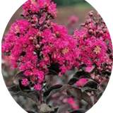 Lagestroemia Black Diamond® Mystic magenta  v.18