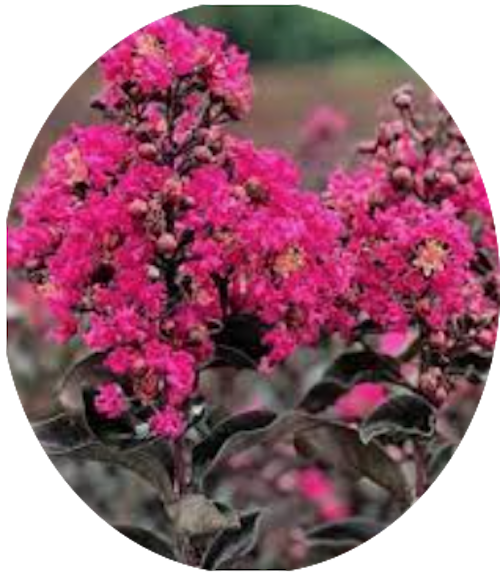 Lagestroemia Black Diamond® Mystic magenta  v.18