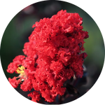 Lagestroemia Black Diamond® Red Hot v. 3 lt.