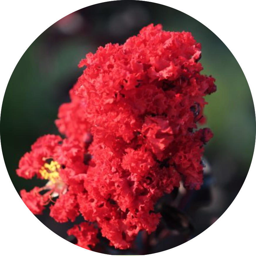 Lagestroemia Black Diamond® Red Hot v. 3 lt.