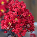 Lagestroemia Black Diamond® Red Hot v. 3 lt.