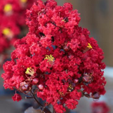 Lagestroemia Black Diamond® Red Hot v. 3 lt.