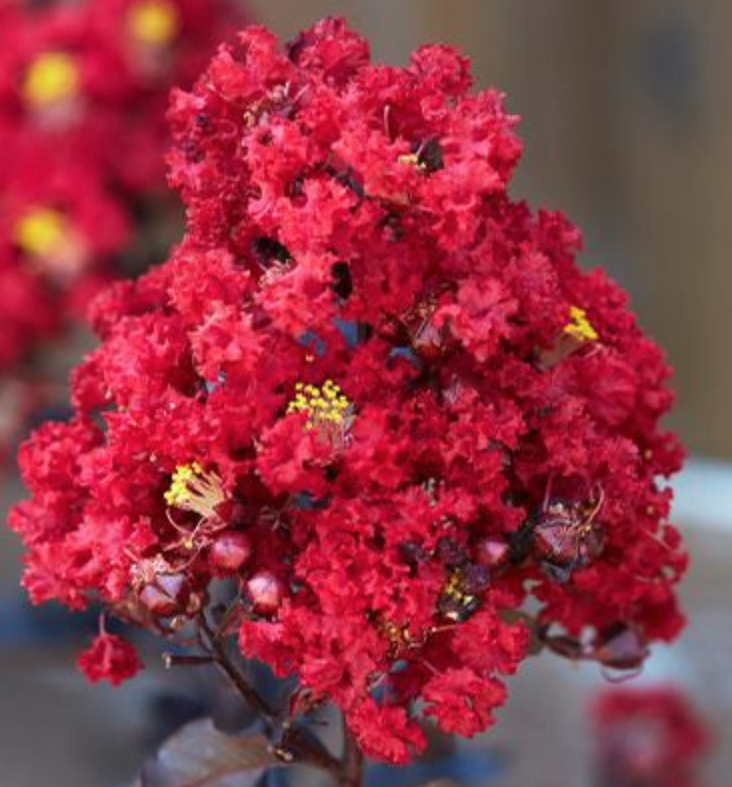 Lagestroemia Black Diamond® Red Hot v. 3 lt.