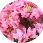 Lagestroemia Black Diamond® Shell Pink v. 3 lt.
