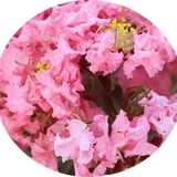 Lagestroemia Black Diamond® Shell Pink v. 3 lt.