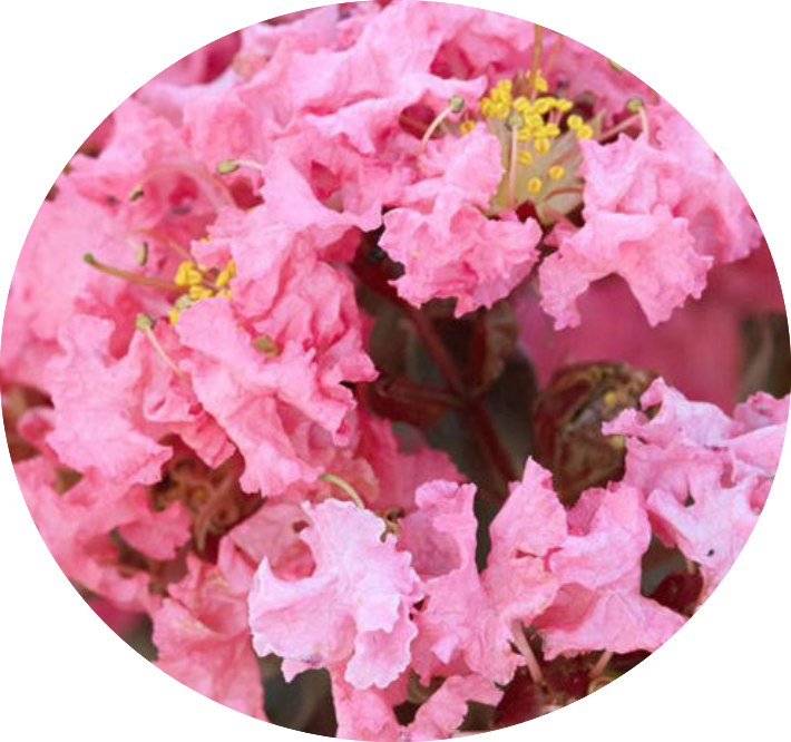 Lagestroemia Black Diamond® Shell Pink v. 3 lt.