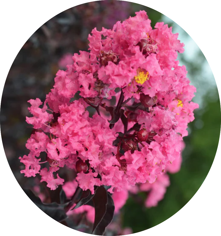 Lagestroemia Black Diamond® Shell Pink v. 3 lt.