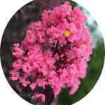 Lagestroemia Black Diamond® Shell Pink v. 3 lt.