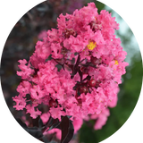 Lagestroemia Black Diamond® Shell Pink v. 3 lt.