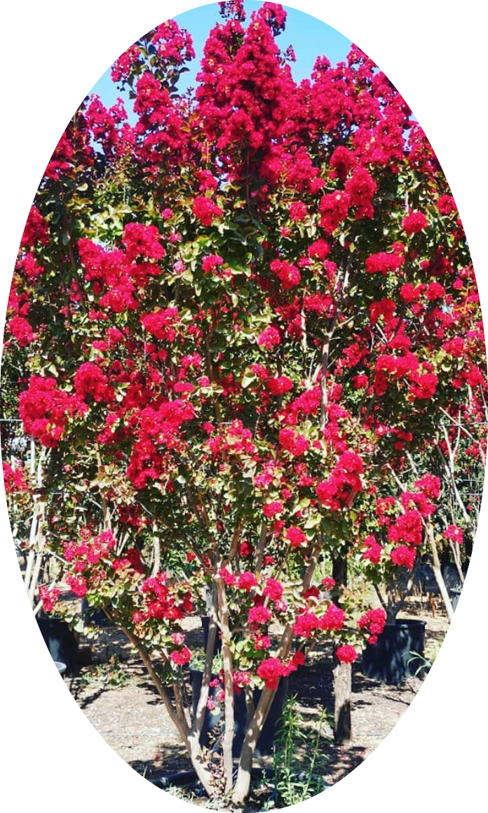 Lagestroemia indica Dynamite v. 3 lt.