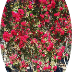 Lagestroemia indica Dynamite v. 3 lt.