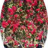 Lagestroemia indica Dynamite v. 3 lt.