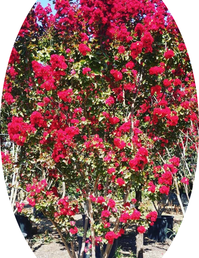 Lagestroemia indica Dynamite v. 3 lt.