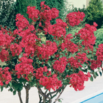 Lagestroemia indica Dynamite v. 3 lt.