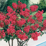 Lagestroemia indica Dynamite v. 3 lt.