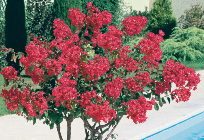 Lagestroemia indica Dynamite v. 3 lt.