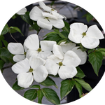 Cornus Kousa Venus vaso 15