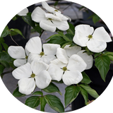 Cornus Kousa Venus vaso 15