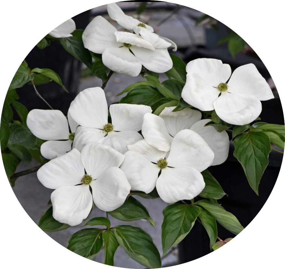 Cornus Kousa Venus vaso 15