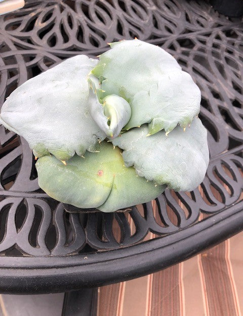 Agave papillo cm. 22 vendita pianta in foto
