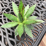 Agave Horrida Horrida. cm 20 come da foto