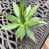 Agave Horrida Horrida. cm 20 come da foto