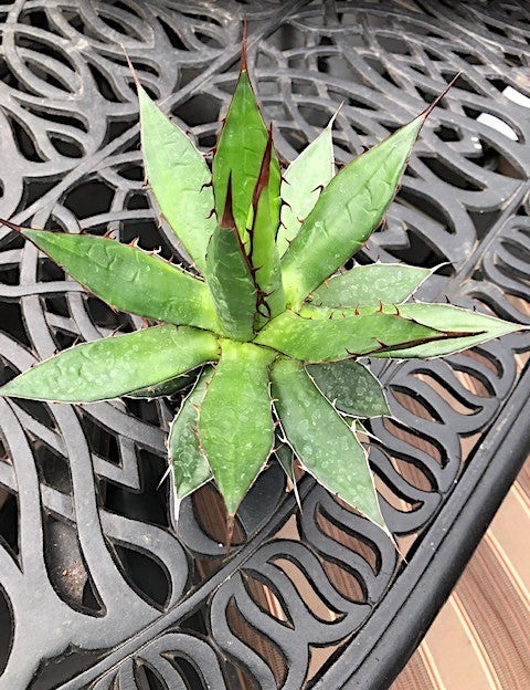 Agave Horrida Horrida. cm 20 come da foto