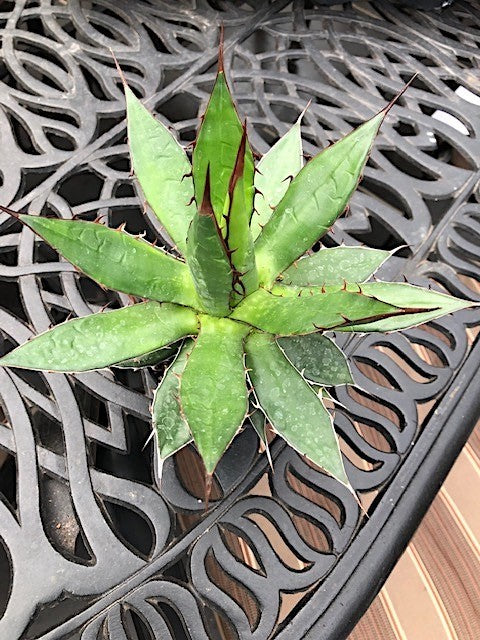 Agave Horrida Horrida. cm 20 come da foto