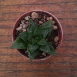 Haworthia retusa variegata