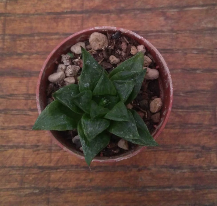 Haworthia retusa variegata
