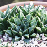Haworthia magnifica notabilis