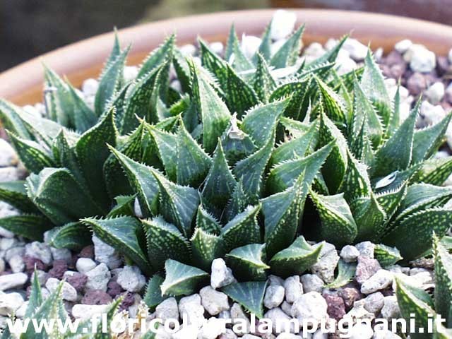 Haworthia magnifica notabilis
