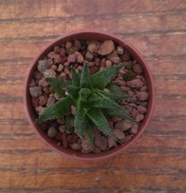 Haworthia magnifica notabilis