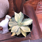 Agave Istmensis mediopicta striata come da foto