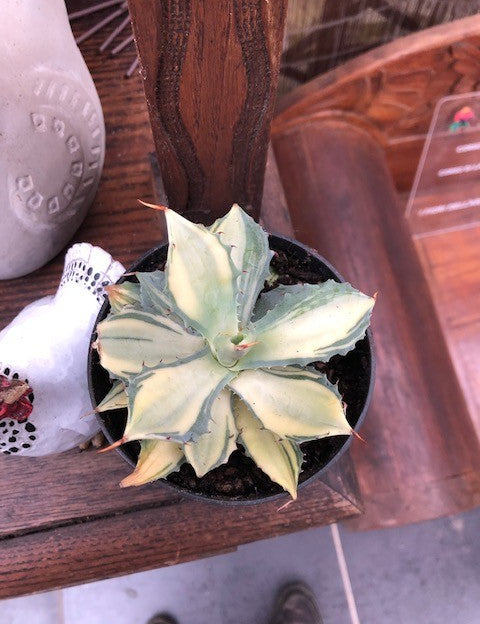 Agave Istmensis mediopicta striata come da foto
