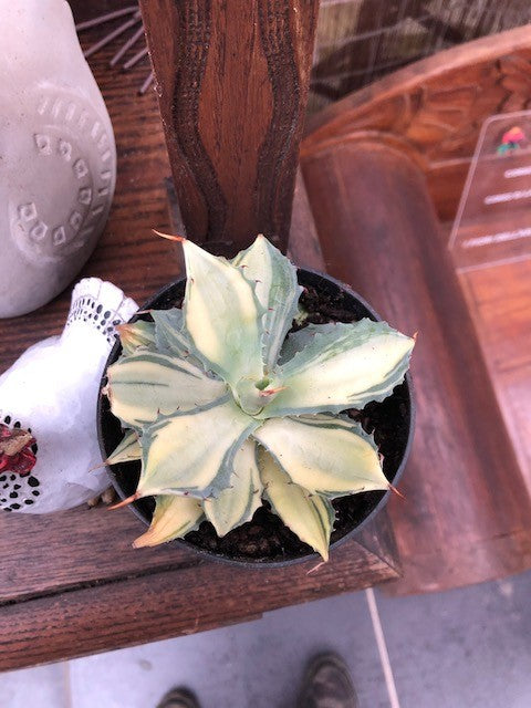 Agave Istmensis mediopicta striata come da foto